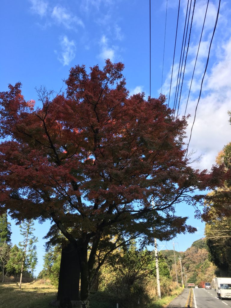 紅葉