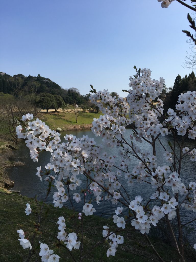 今週末、桜のピークですね