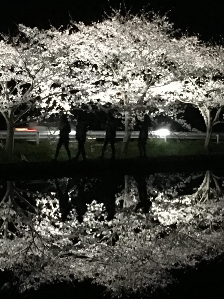 逆さ夜桜    🌸