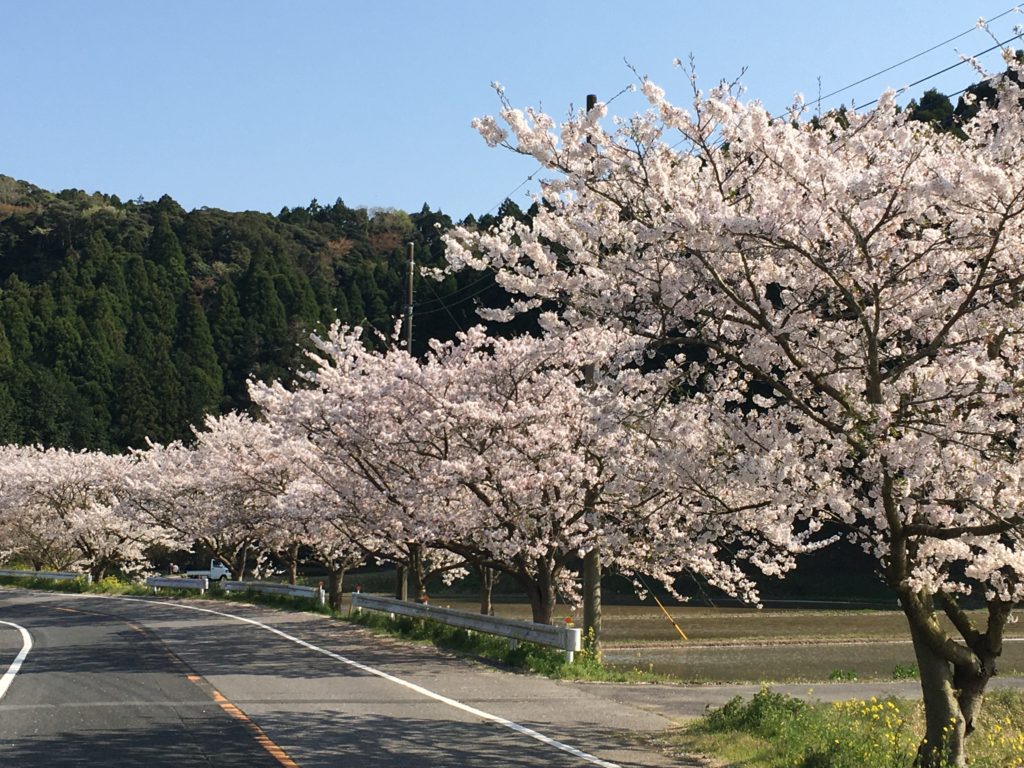 いすみ市札森　さくら街道