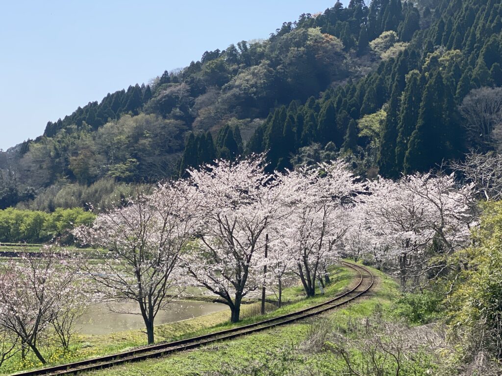 桜満開です