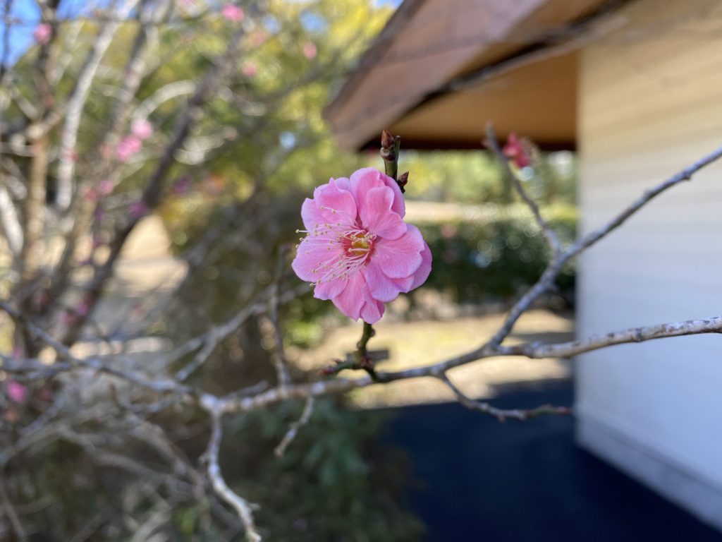 もうすぐ春！（もう少し頑張りましょう！）