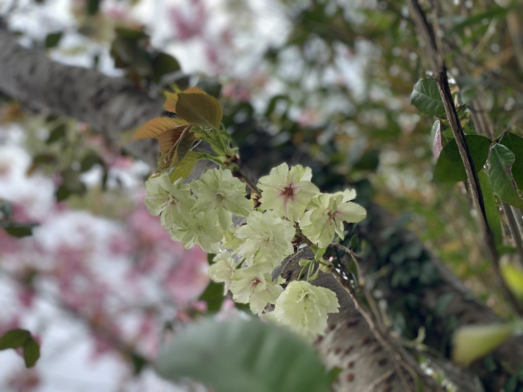 緑の桜