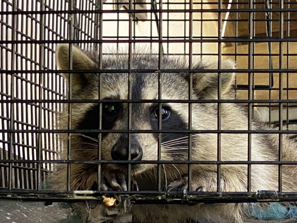 害獣駆除「アライグマ」